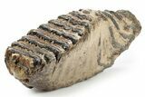 Southern Mammoth Lower M Molar - Hungary #357049-1
